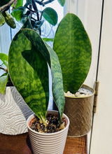 Rehana review photo