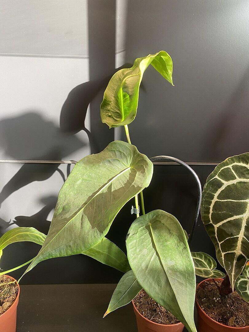 Anthurium peltigerium | Turtle Shell Anthurium Rare Houseplant