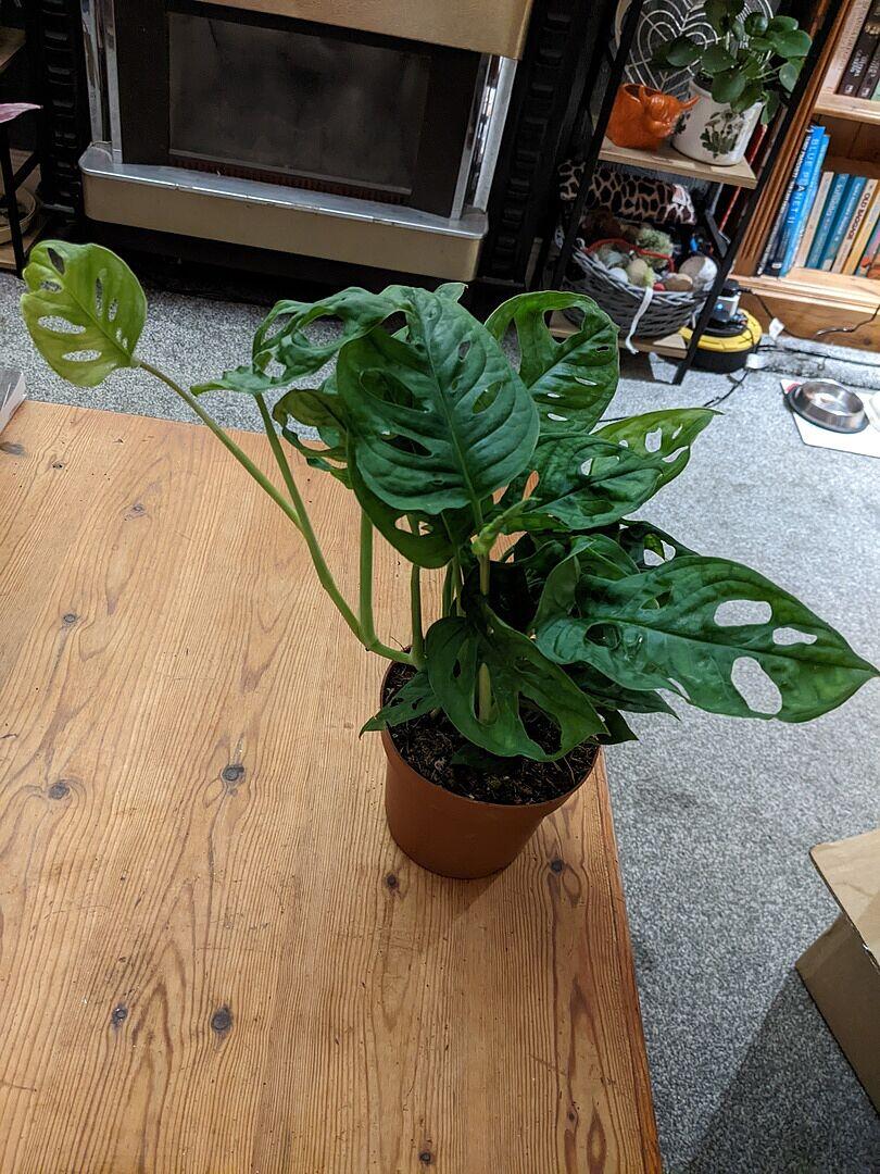 Monstera adansonii 'Monkey Mask' | Swiss Cheese Vine | GrowTropicals