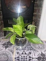 Ellis W. review photo