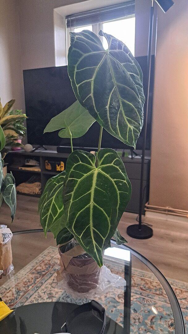 Anthurium crystallinum x regale | Plants | GrowTropicals.com