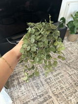 Nabilah H. review photo