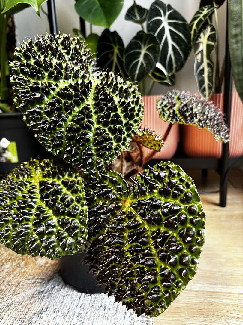 Begonia melanobullata