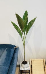 Pardis G. review photo