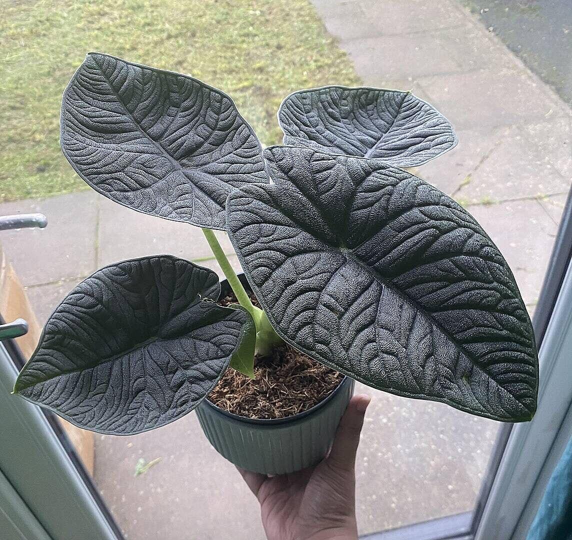 Alocasia melo | GrowTropicals