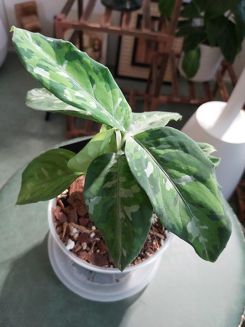 Aglaonema pictum Tricolor | Grow Tropicals