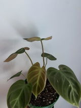 Ayden B. review photo