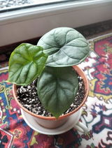 Neeti P. review photo