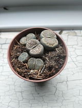 Neeti P. review photo