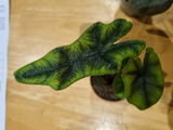Ros F. review photo
