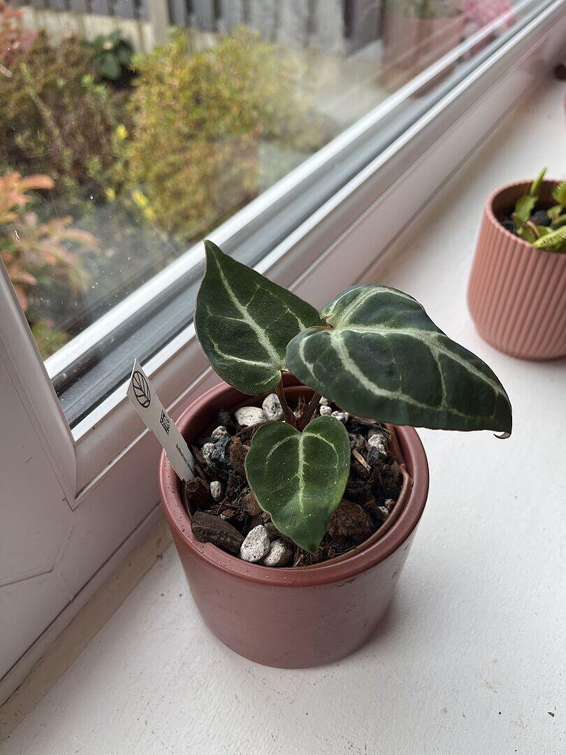 Anthurium crystallinum | GrowTropicals