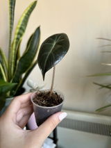 Angeliki B. review photo