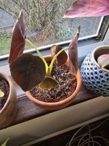 Elfie review photo