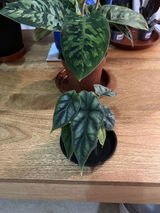 Dafydd R. review photo