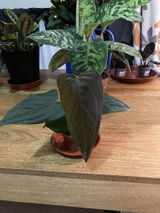 Dafydd R. review photo