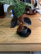 Dafydd R. review photo