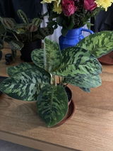 Dafydd R. review photo