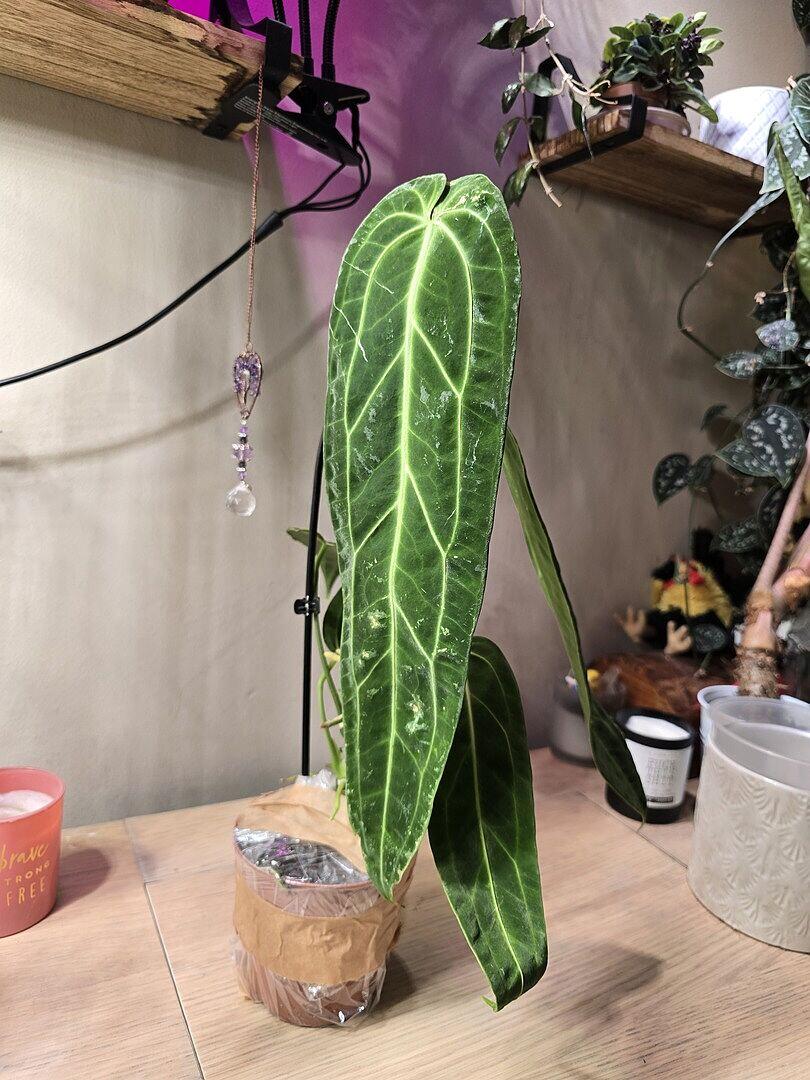 Anthurium warocqueanum | Grow Tropicals