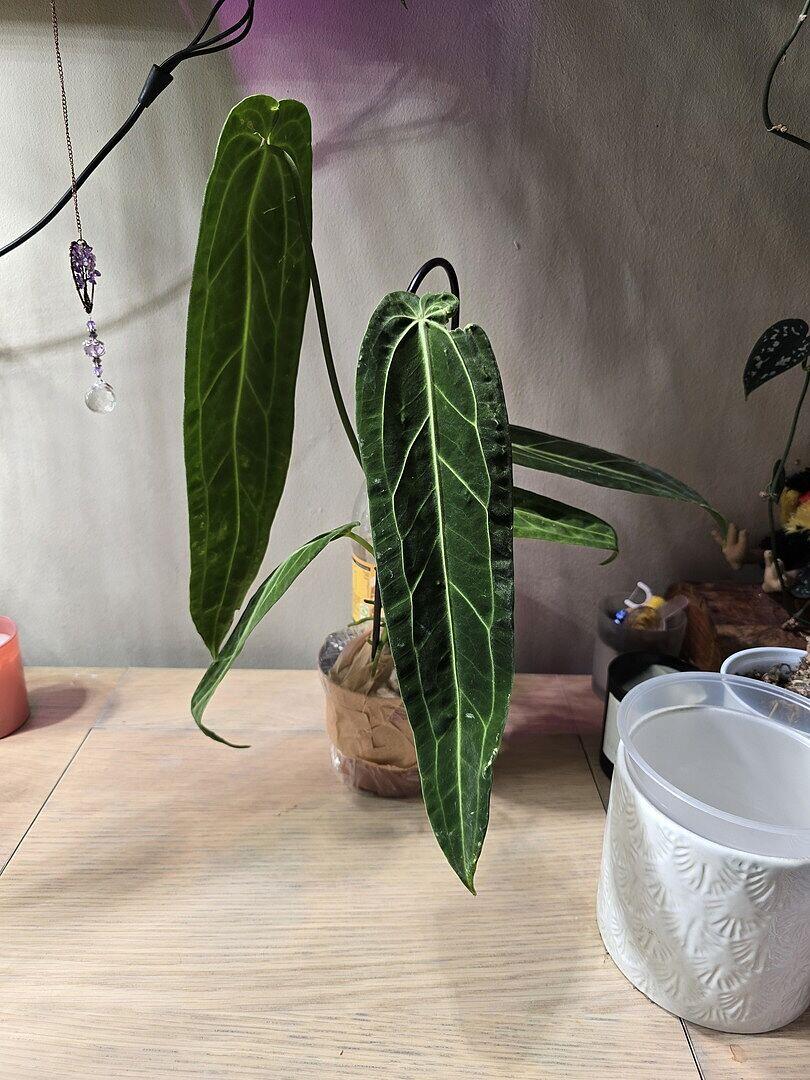 Anthurium warocqueanum | Grow Tropicals