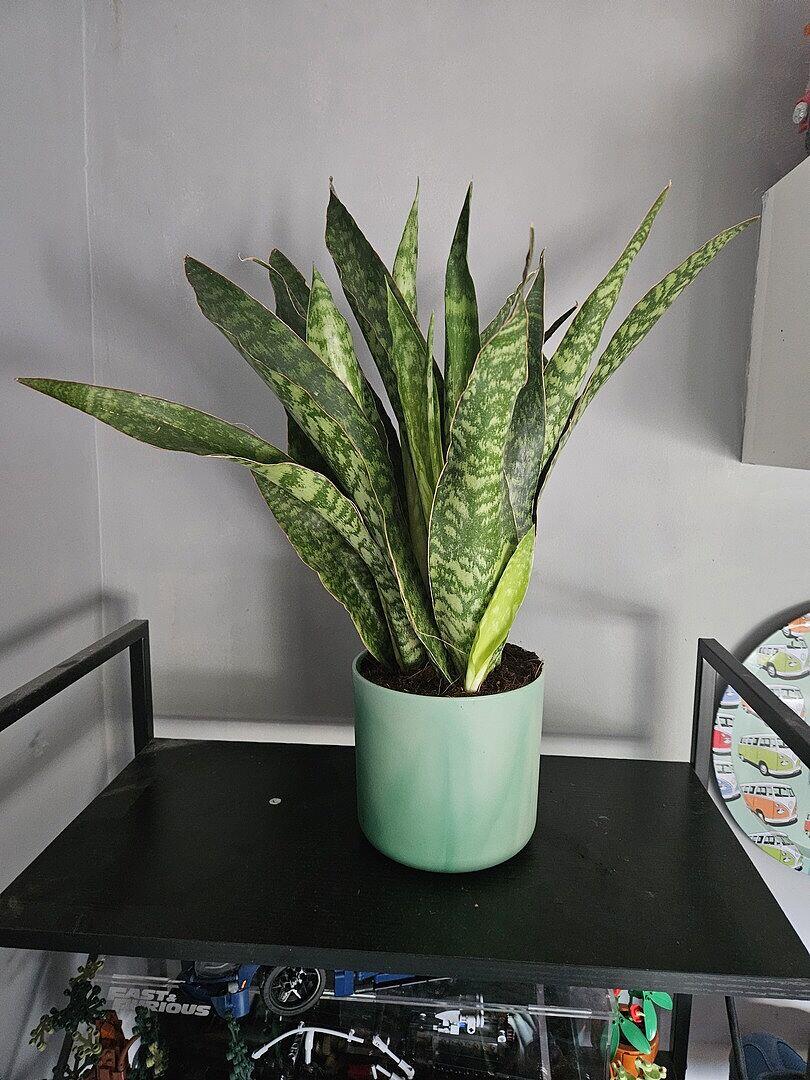 サンスベリア Sansevieria Sansuk A Sansevieria aubrytiana Dragon | Grow Tropicals