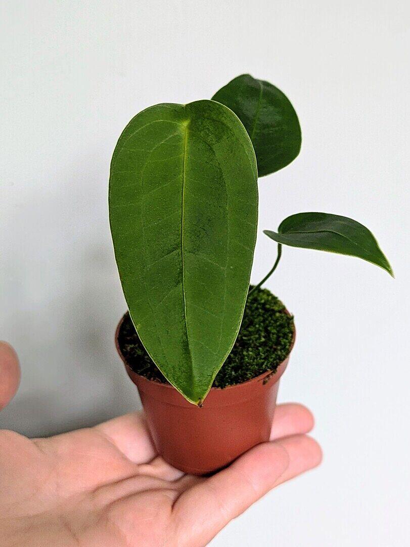Anthurium peltigerium | Turtle Shell Anthurium Rare Houseplant