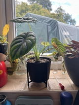 Cecile B. review photo