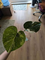 lilly t. review photo