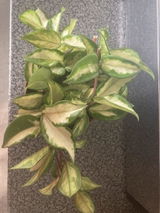 Leesa R. review photo