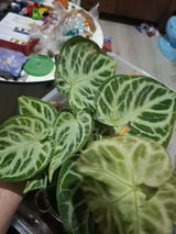 stephen Fleming review photo