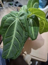 stephen Fleming review photo