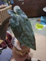 stephen Fleming review photo