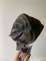 Agnieszka D. review photo