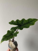 Agnieszka D. review photo