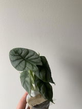 Agnieszka D. review photo