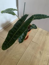 Agnieszka D. review photo