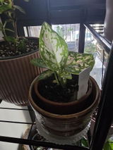 Denesia S. review photo