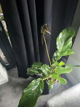 Denesia S. review photo