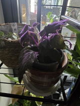 Denesia S. review photo