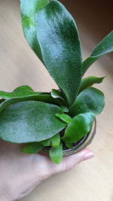 Margarita K. review photo