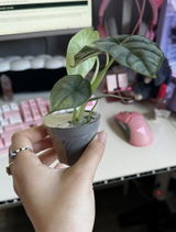 Alice-Gabriela M. review photo
