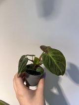 Sofi review photo
