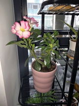 Denesia S. review photo