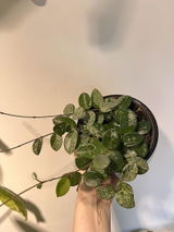 Sofi review photo