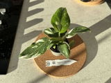 Charles-Elie P. review photo