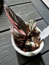 Denesia S. review photo