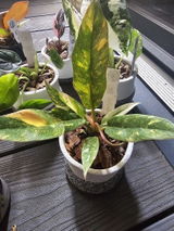 Denesia S. review photo