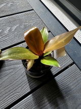 Denesia S. review photo