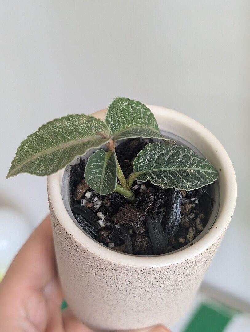 Labisia sp. Indonesia | Grow Tropicals