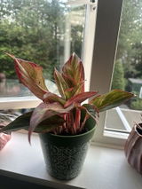 Gabriela L. review photo