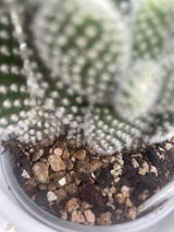 Ceri review photo